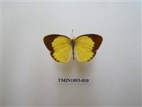 藏品(星黃蝶)的圖片